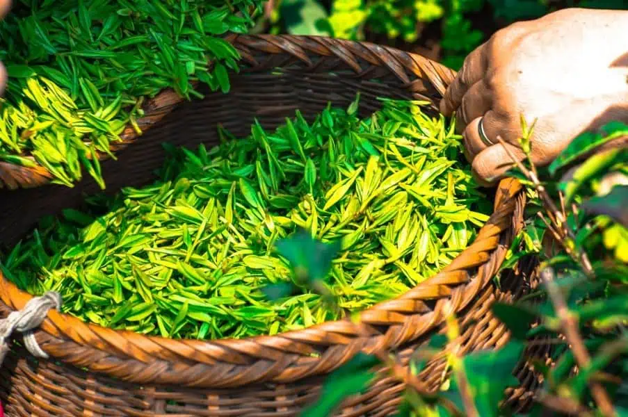 迷迭香精油搭配 茶樹等精油
